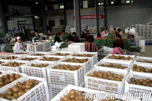 西安周至縣 獼猴桃種出紅火好日子 電商助力貧困戶不愁銷路